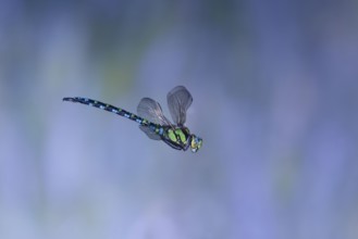 Southern Hawker (Aeshna cyanea) in flight, North Rhine-Westphalia, Germany