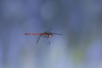 Ruddy Darter dragonfly (Sympetrum sanguineum) in flight, North Rhine-Westphalia, Germany