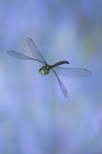Southern Hawker (Aeshna cyanea) in flight, North Rhine-Westphalia, Germany