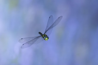 Southern Hawker (Aeshna cyanea) in flight, North Rhine-Westphalia, Germany