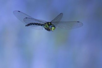 Southern Hawker (Aeshna cyanea) in flight, North Rhine-Westphalia, Germany