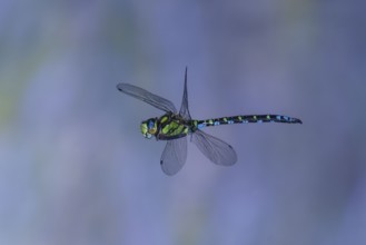 Southern Hawker (Aeshna cyanea) in flight, North Rhine-Westphalia, Germany