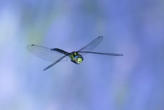 Southern Hawker (Aeshna cyanea) in flight, North Rhine-Westphalia, Germany