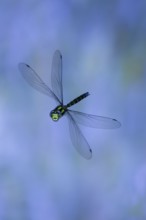 Southern Hawker (Aeshna cyanea) in flight, North Rhine-Westphalia, Germany