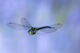 Southern Hawker (Aeshna cyanea) in flight, North Rhine-Westphalia, Germany