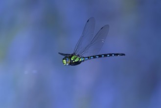 Southern Hawker (Aeshna cyanea) in flight, North Rhine-Westphalia, Germany