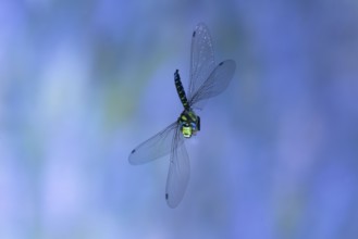 Southern Hawker (Aeshna cyanea) in flight, North Rhine-Westphalia, Germany
