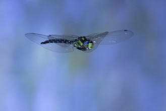 Southern Hawker (Aeshna cyanea) in flight, North Rhine-Westphalia, Germany