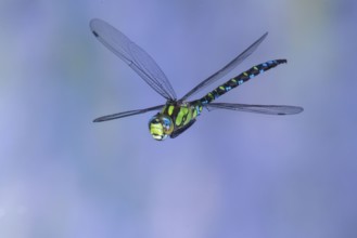 Southern Hawker (Aeshna cyanea) in flight, North Rhine-Westphalia, Germany