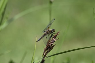 Four-spot (Libellula quadrimaculata) sitting on a reed stalk, North Rhine-Westphalia, Germany