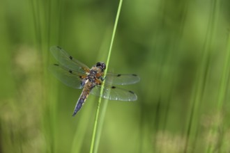 Four-spot (Libellula quadrimaculata) sitting on a rush stalk, North Rhine-Westphalia, Germany