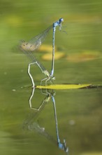 Mating wheel of the Common blue damselfly (Enallagma cyathigerum) in a body of water, North
