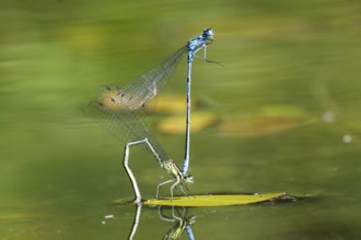 Mating wheel of the Common blue damselfly (Enallagma cyathigerum) in a body of water, North