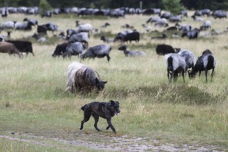 Flock of sheep with a sheepdog, North Rhine-Westphalia, Germany