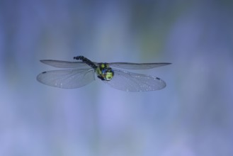 Southern Hawker (Aeshna cyanea) in flight, North Rhine-Westphalia, Germany