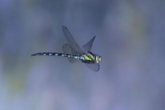 Southern Hawker (Aeshna cyanea) in flight, North Rhine-Westphalia, Germany