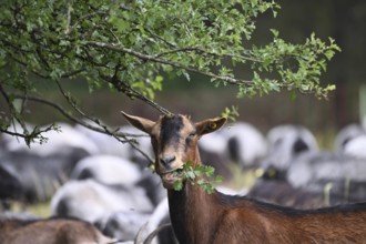 Sheep eating hawthorn hedge leaves, North Rhine-Westphalia, Germany