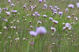 Carnation (Armeria maritima) flowering on dry lean soil, North Rhine-Westphalia, Germany