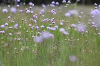 Carnation (Armeria maritima) flowering on dry lean soil, North Rhine-Westphalia, Germany
