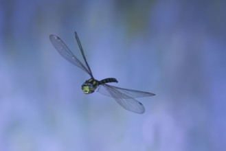 Southern Hawker (Aeshna cyanea) in flight, North Rhine-Westphalia, Germany