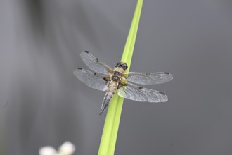 Four-spot (Libellula quadrimaculata) sitting on a reed stalk, North Rhine-Westphalia, Germany