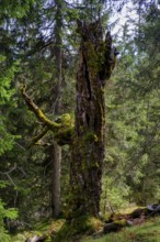 Old trees on the Wank, Garmisch-Partenkirchen, Werdenfelser Land, Upper Bavaria, Bavaria, Germany