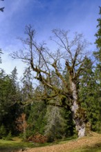 Old trees on the Wank, Garmisch-Partenkirchen, Werdenfelser Land, Upper Bavaria, Bavaria, Germany