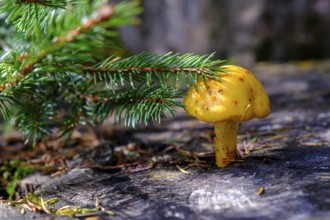 Mushroom on a tree trunk, on the Wank, Garmisch-Partenkirchen, Werdenfelser Land, Upper Bavaria,