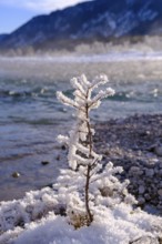 Winter on the young Isar between Wallgau and Vorderriss, Tölzer Land, Upper Bavaria, Bavaria,