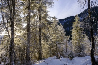 Sunrise in the forest, winter on the young Isar between Wallgau and Vorderriss, Tölzer Land, Upper