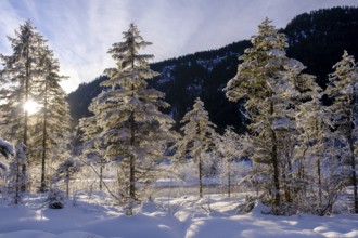 Sunrise in the forest, winter on the young Isar between Wallgau and Vorderriss, Tölzer Land, Upper
