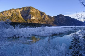 Isar in the inlet at Sylvensteinspeichersee, Tölzer Land, Upper Bavaria, Bavaria, Germany