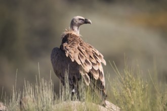 Griffon vulture (Gyps fulvus), Extremadura, Castilla La Mancha, Spain