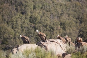Griffon vulture (Gyps fulvus), Extremadura, Castilla La Mancha, Spain
