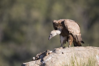 Griffon vulture (Gyps fulvus), Extremadura, Castilla La Mancha, Spain