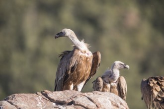 Griffon vulture (Gyps fulvus), Extremadura, Castilla La Mancha, Spain