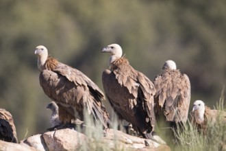 Griffon vulture (Gyps fulvus), Extremadura, Castilla La Mancha, Spain
