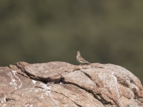 Skylark (Alauda arvensis), Extremadura, Castilla La Mancha, Spain