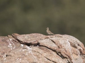 Skylark (Alauda arvensis), Extremadura, Castilla La Mancha, Spain