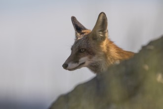 Red fox (Vulpes vulpes), Extremadura, Castilla La Mancha, Spain