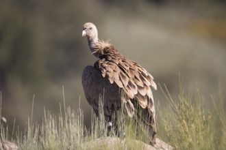 Griffon vulture (Gyps fulvus), Extremadura, Castilla La Mancha, Spain