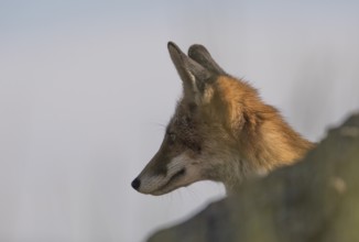 Red fox (Vulpes vulpes), Extremadura, Castilla La Mancha, Spain