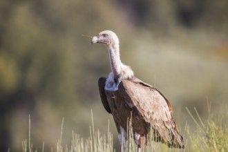 Griffon vulture (Gyps fulvus), Extremadura, Castilla La Mancha, Spain