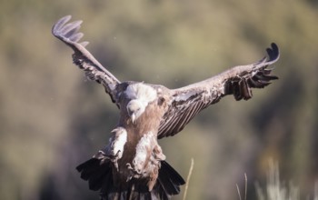 Griffon vulture (Gyps fulvus), Extremadura, Castilla La Mancha, Spain