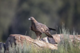 Golden eagle (Aquila chrysaetos), Extremadura, Castilla La Mancha, Spain
