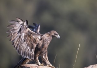 Golden eagle (Aquila chrysaetos), Extremadura, Castilla La Mancha, Spain