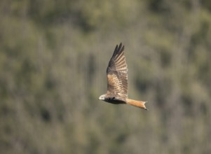 Red kite (Milvus milvus), Extremadura, Castilla La Mancha, Spain
