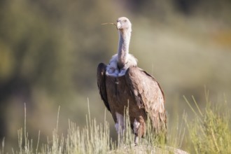 Griffon vulture (Gyps fulvus), Extremadura, Castilla La Mancha, Spain