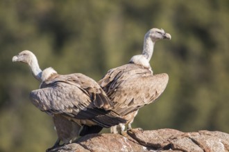 Griffon vulture (Gyps fulvus), Extremadura, Castilla La Mancha, Spain