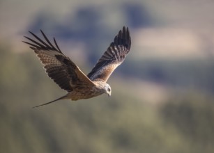 Red kite (Milvus milvus), Extremadura, Castilla La Mancha, Spain